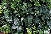 HEDERA HELIX SHAMROCKENGLISH IVY