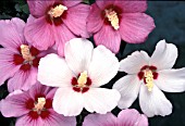 HIBISCUS SYRIACUS MIX,  FLOWERS