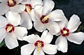 HIBISCUS SYRIACUS RED HEART