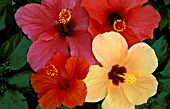 HIBISCUS ROSA SINENSIS MIX,  TROPICAL HIBISCUS,  ROSE OF CHINA