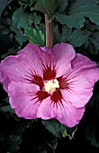 HIBISCUS SYRIACUS WOODBRIDGE