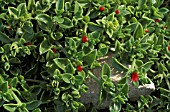 APTENIA CORDIFOLIA,  CREEPER, RED, FLOWER