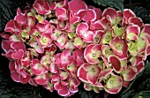 HYDRANGEA MACROPHYLLA SENSATION