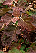 HYDRANGEA QUERCIFOLIA,  AUTUMN COLOUR,  OAK LEAF HYDRANGEA