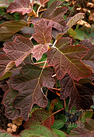 _HYDRANGEA_QUERCIFOLIA__AUTUMN_COLOUR__OAK_LEAF_HYDRANGEA