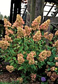 HYDRANGEA PANICULATA,  GRANDIFLORA, PEEGEE HYDRANGEA,  WHOLE PLANT