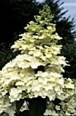 HYDRANGEA PANICULATA,   UNIQUE,  FLOWERS