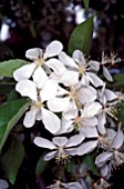 MALUS CHRISTMAS HOLLY FLOWERING CRAB APPLE