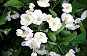 MALUS TORINGO  (SSP. SARGENTII) FLOWERS AND FOLIAGE