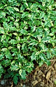 OSMANTHUS,  GOSHIKI,   TRICOLOUR,  FOLIAGE