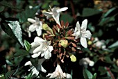 ABELIA GRANDIFLORA,  EVERGREEN,  SHRUB, CLOSE UP, WHITE, FLOWERS, SUMMER, AUTUMN