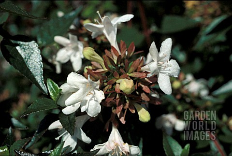 ABELIA_GRANDIFLORA__EVERGREEN__SHRUB_CLOSE_UP_WHITE_FLOWERS_SUMMER_AUTUMN