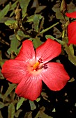 ABELMOSCHUS MOSCHATUS PACIFIC SCARLET,  PERENNIAL, CLOSE UP, RED, FLOWER