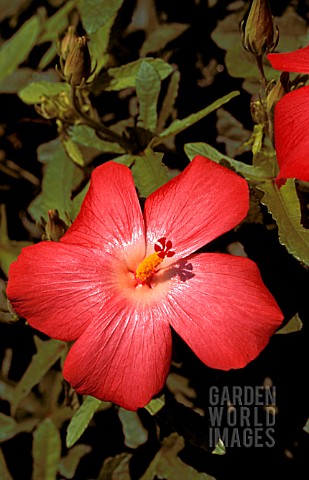 ABELMOSCHUS_MOSCHATUS_PACIFIC_SCARLET__PERENNIAL_CLOSE_UP_RED_FLOWER