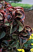 ACALYPHA WILKESIANA, FIRE DRAGON,  MULTICOLOUR, LEAVES