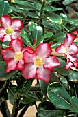 ADENIUM OBESUM