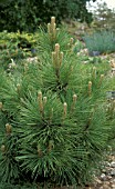 PINUS RESINOSA MOREL,  PINACEAE,  RED PINE,  CONIFER,  WHOLE TREE