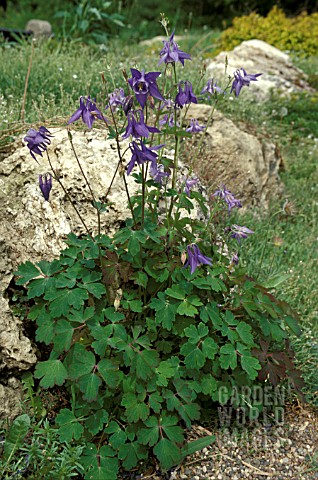 AQUILEGIA_ALPINA__PERENNIAL_BLUE_FLOWER_WHOLE_PLANT__LATE_SPRING_EARLY_SUMMER