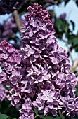 SYRINGA VULGARIS CHARM (LILAC)