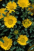 ASTERISCUS MARITIMUS,  YELLOW, FLOWERS, CLOSE UP