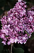 SYRINGA VULGARIS PAUL THIRION (LILAC)