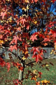 LIQUIDAMBAR STYRACIFLUA,  AUTUMN,  SWEET GUM