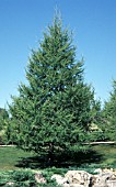 LARIX DECIDUA,  PINACEAE,  LARCH,  CONIFER,  WHOLE TREE