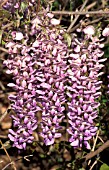 WISTERIA SINENSIS  ,  CLIMBER, CHINESE, WISTERIA, BLUE, FLOWERS