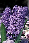 HYACINTHUS ORIENTALIS,  DELFT BLUE,  FLOWERS