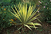YUCCA FLACCIDA, GOLDEN SWORD,  WHOLE, PLANT, YELLOW,  LEAVES