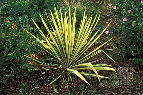 YUCCA_FLACCIDA_GOLDEN_SWORD__WHOLE_PLANT_YELLOW__LEAVES