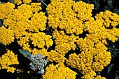 ACHILLEA MOONSHINE,  YELLOW, FLOWER, CLOSE UP, SUMMER