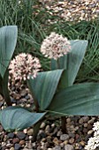 ALLIUM KARATAVIENSE,  BULB, WHITE, FLOWER, WHOLE, PLANT, LATE SPRING, EARLY SUMMER