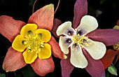 AQUILEGIA MIXED,  PERENNIAL, CLOSE UP, LATE SPRING, EARLY SUMMER