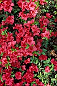 RHODODENDRON VUYKS SCARLET,  RED, FLOWERS, CLOSE UP