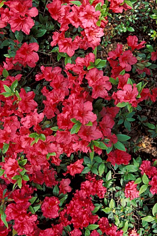 RHODODENDRON_VUYKS_SCARLET__RED_FLOWERS_CLOSE_UP
