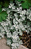 ARTEMISIA STELLERIANA SILVER BROCADE,  SILVER, FOLIAGE, CLOSE UP