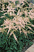 ASTILBE SIMPLICIFOLIA HENNIE GRAAFLAND,  WHITE, FLOWERS,