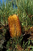 BANKSIA SPINULOSA CUNNINGHAMII