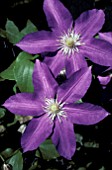 CLEMATIS LASURSTERN