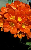 CLIVIA MINIATA KAFFIR LILY