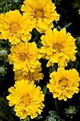 COREOPSIS GRANDIFLORA EARLY SUNRISE