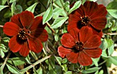 COSMOS ATROSANGUINEUS,  CHOCOLATE COSMOS