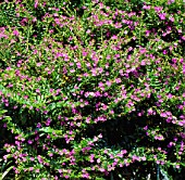 CUPHEA HYSSOPIFOLIA