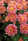 CHRYSANTHEMUM X MORIFOLIUM SERENADE,  PINK AND YELLOW FLOWERHEADS.