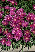 DELOSPERMA COOPERI ICE PLANT