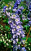 DELPHINIUM MAGIC FOUNTAIN LAVENDER WHITE BEE