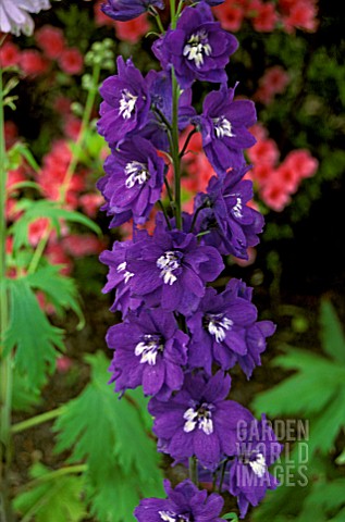 DELPHINIUM_X_ELATUM_MAGIC_FOUNTAIN_DARK_BLUEWHITE_BEE