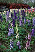 DELPHINIUM ELATUM MAGIC FOUNTAIN