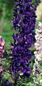 DELPHINIUM MAGIC FOUNTAIN DARK BLUE WITH DARK BEE